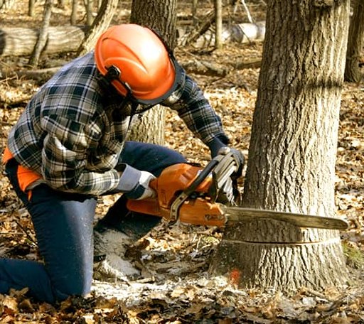 Tree Removal in Brighton, MI